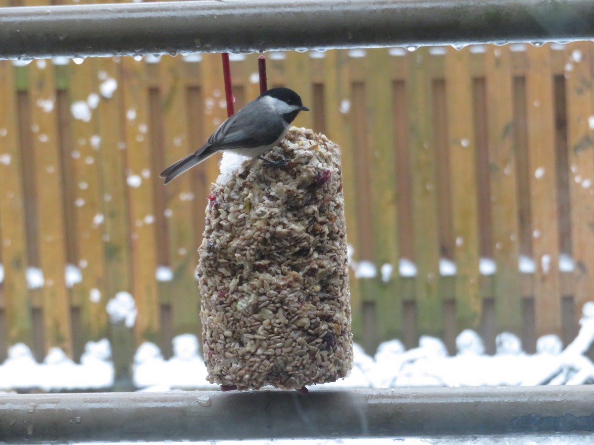 Carolina Chickadee - Deena Mickelson