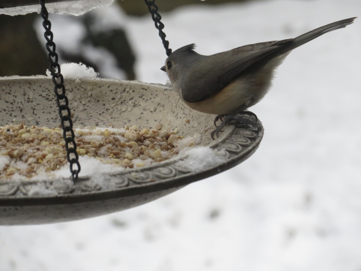 Tufted Titmouse - ML614979305