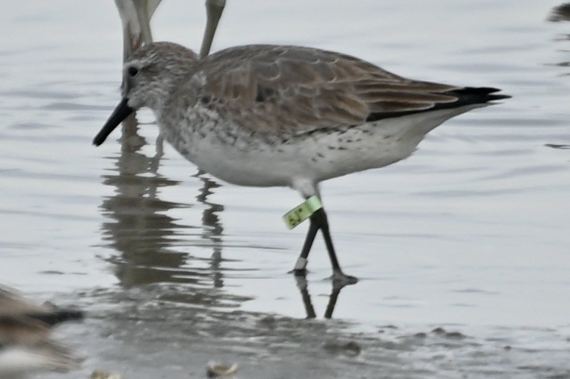 Red Knot - May All Your Blues Be Birds