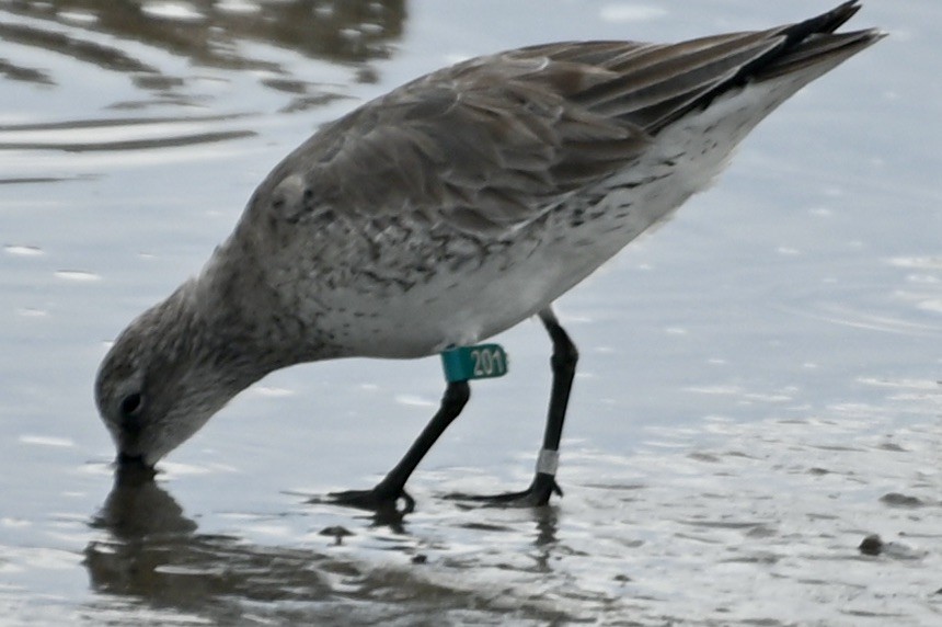 Red Knot - ML614979308