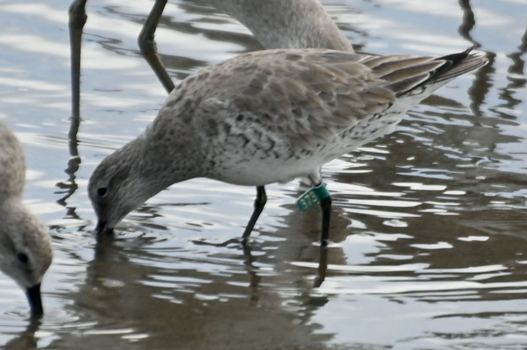 Red Knot - ML614979310