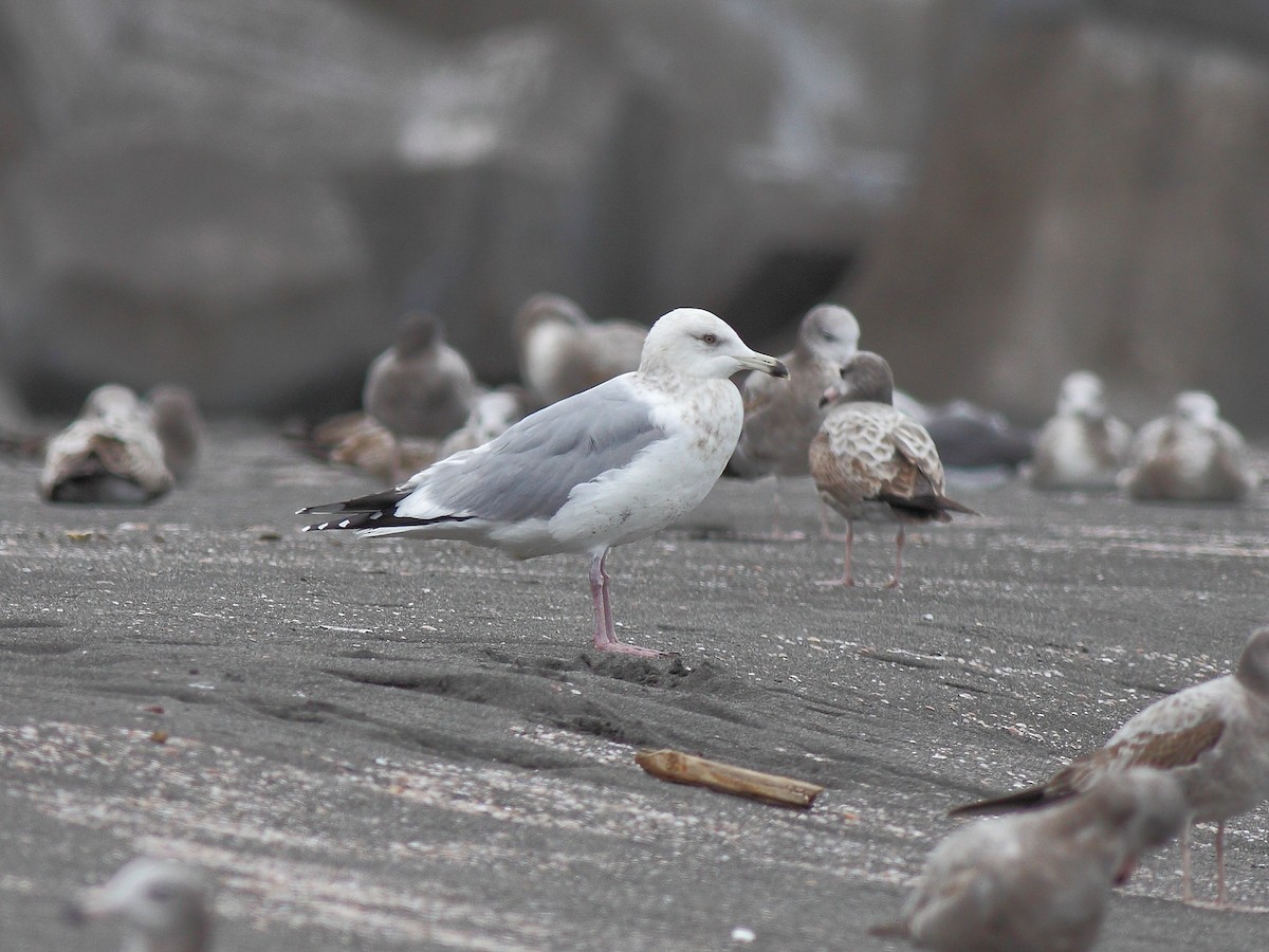 Herring Gull - ML614979320