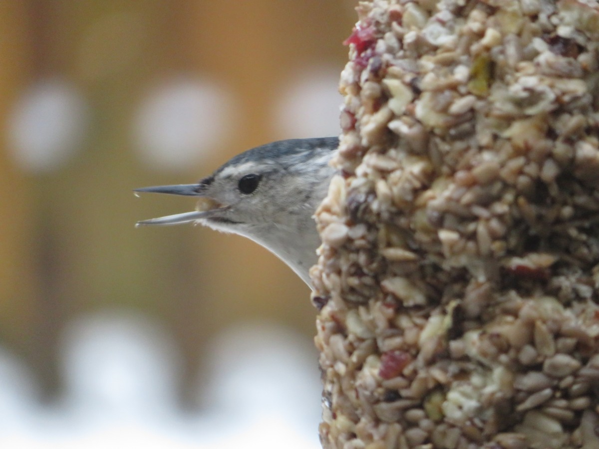 White-breasted Nuthatch - Deena Mickelson