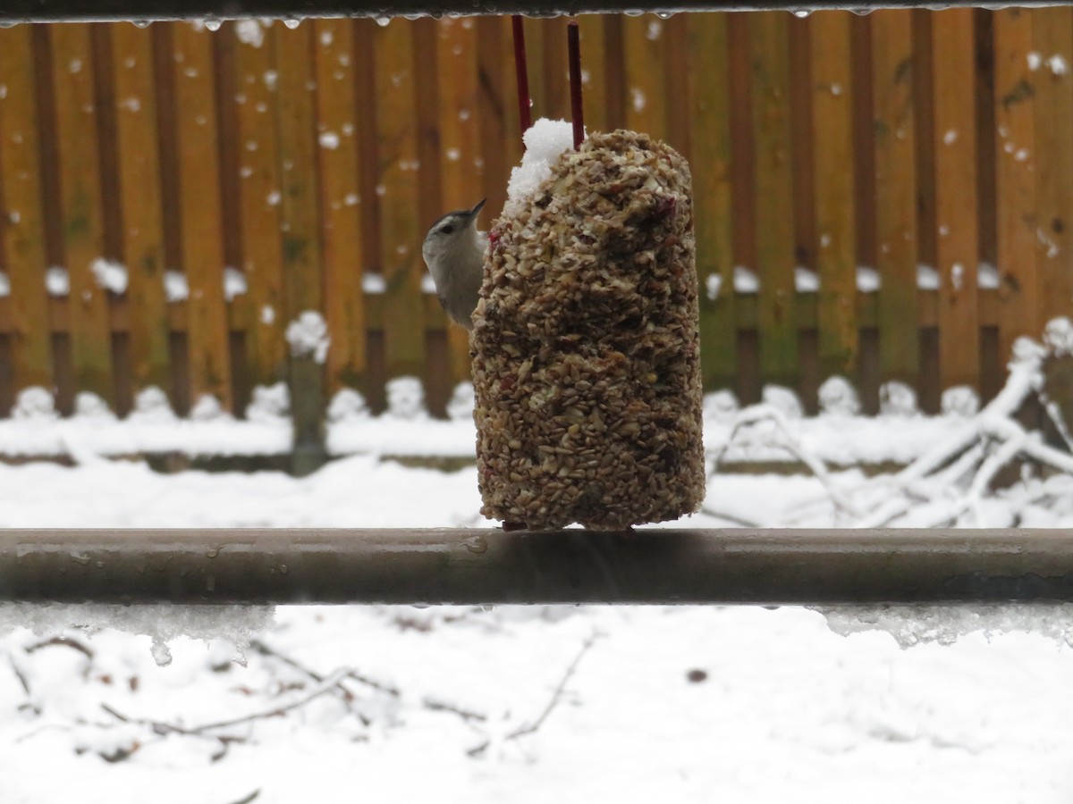 White-breasted Nuthatch - Deena Mickelson