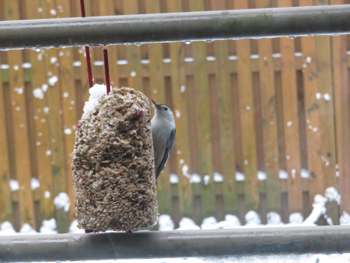 White-breasted Nuthatch - Deena Mickelson