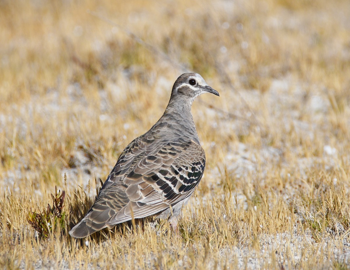 Common Bronzewing - ML614979359