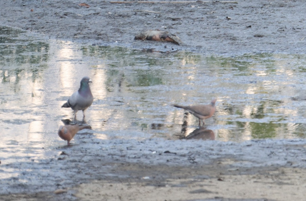 Spotted Dove - ML614979360