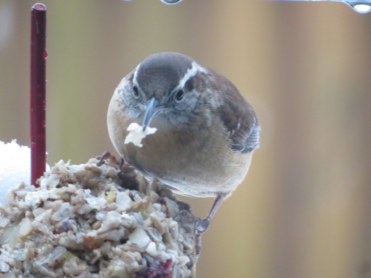 Carolina Wren - Deena Mickelson