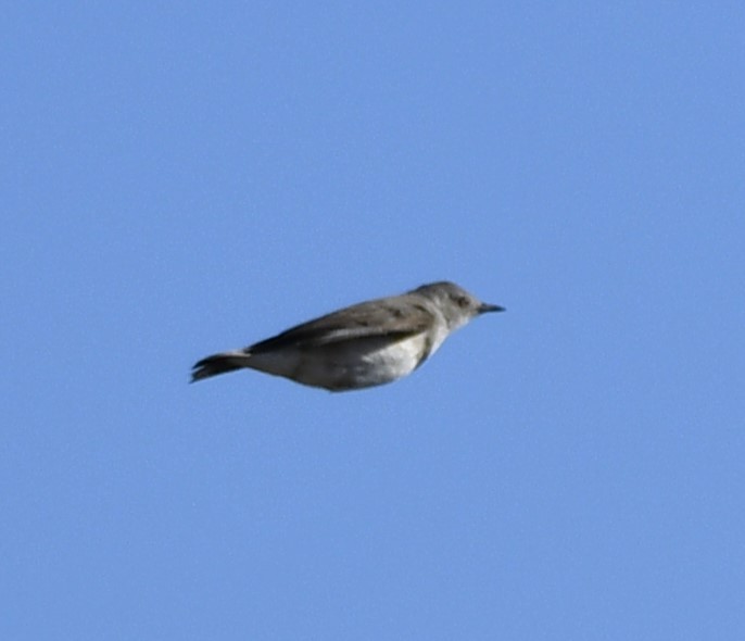 White-fronted Chat - ML614979370