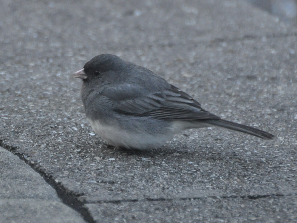 Dark-eyed Junco - ML614979402