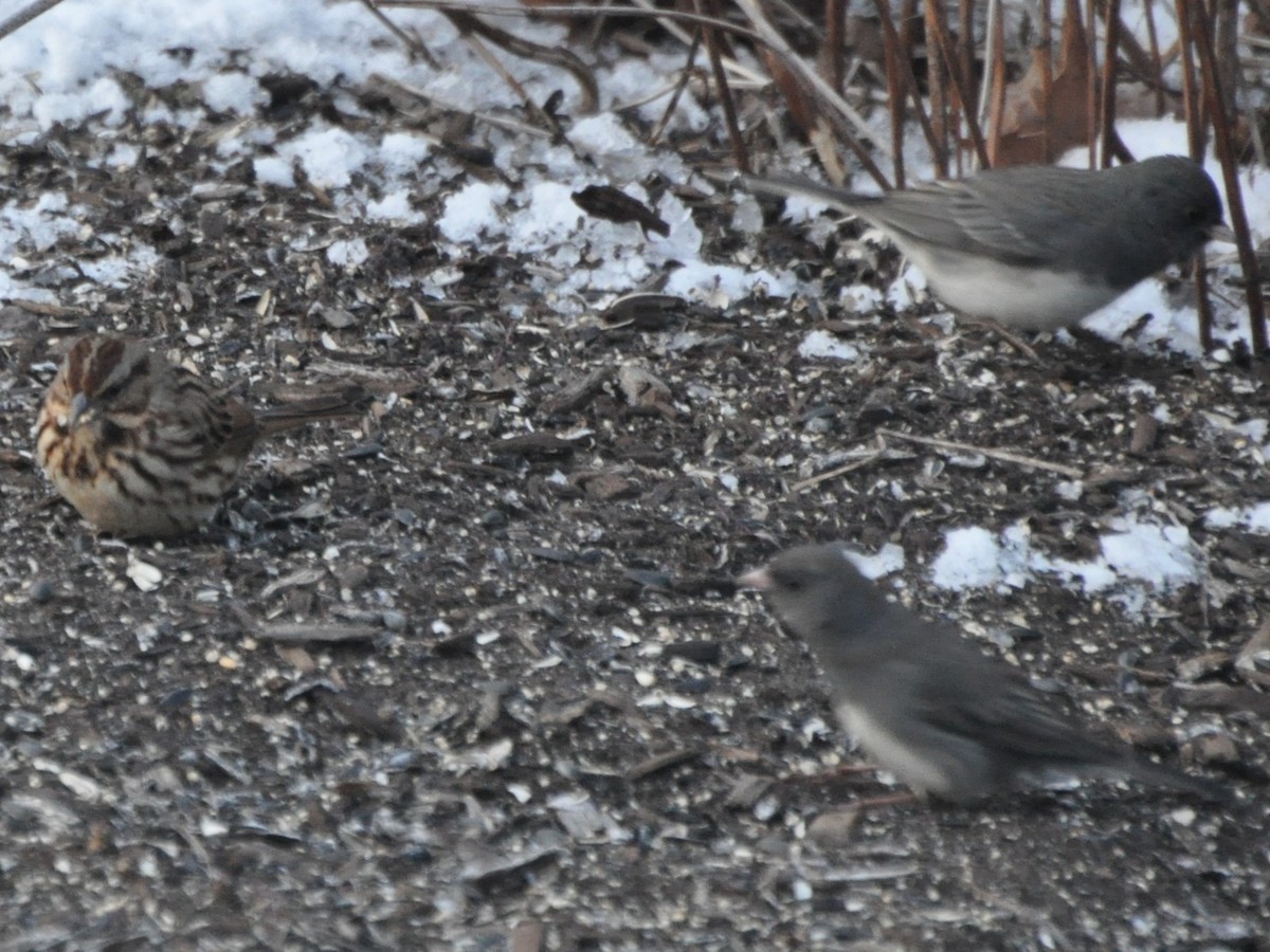 Dark-eyed Junco - Janet Hammond