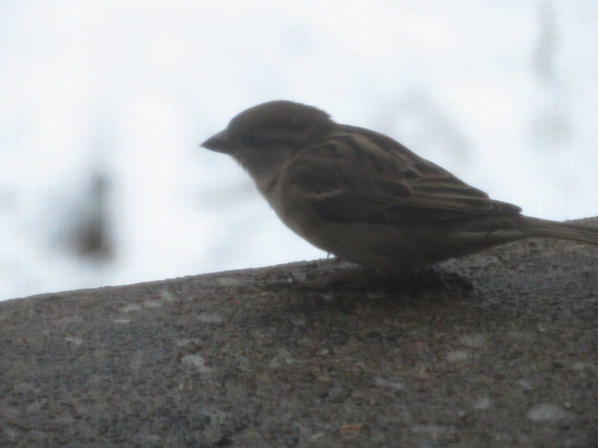 House Sparrow - ML614979500