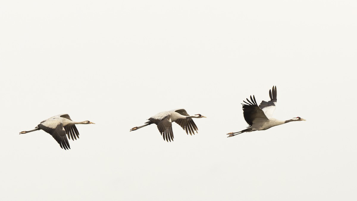 Common Crane - ML614979511