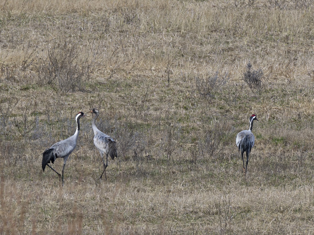 Grulla Común - ML614979512