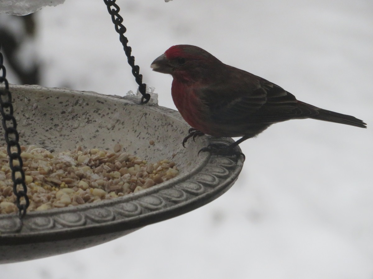 House Finch - ML614979517