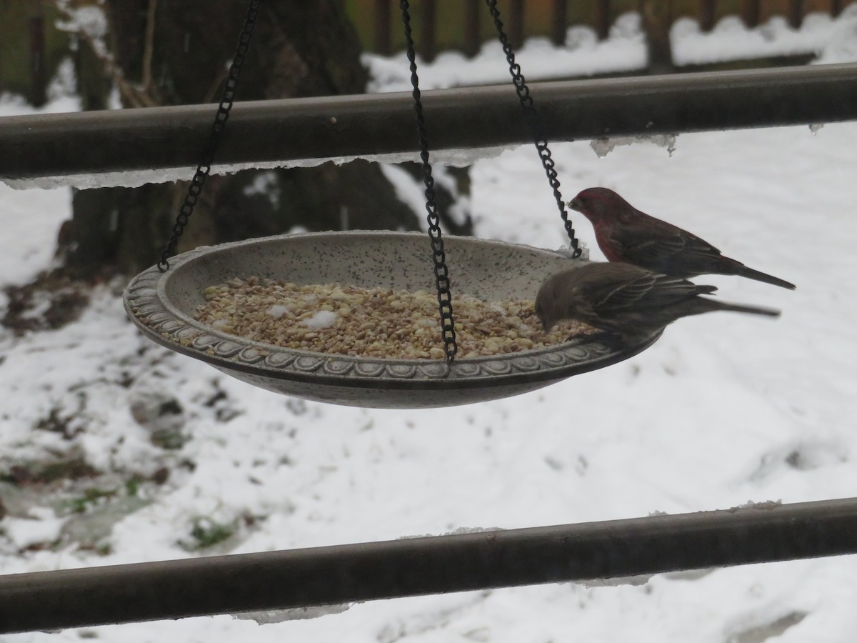 House Finch - Deena Mickelson