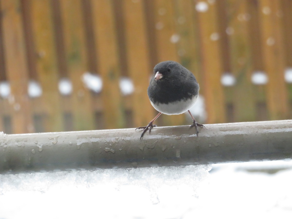 Junco ardoisé - ML614979546