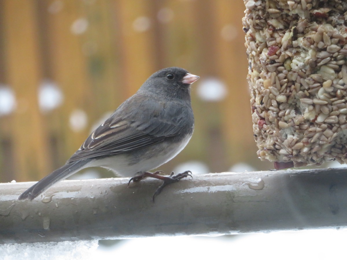 Junco Ojioscuro - ML614979547