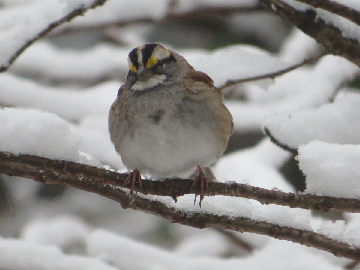White-throated Sparrow - Deena Mickelson