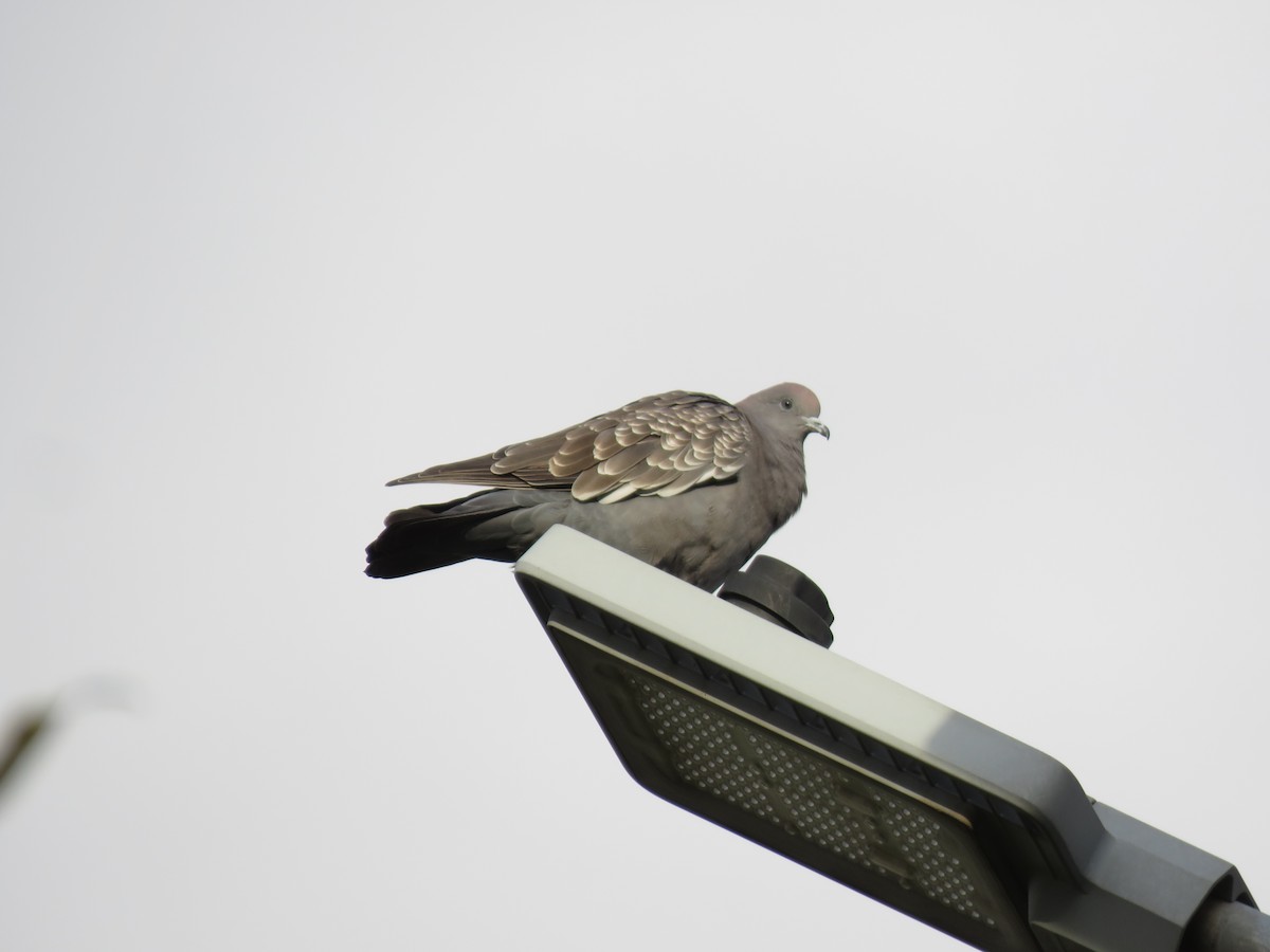 Spot-winged Pigeon - ML614979629