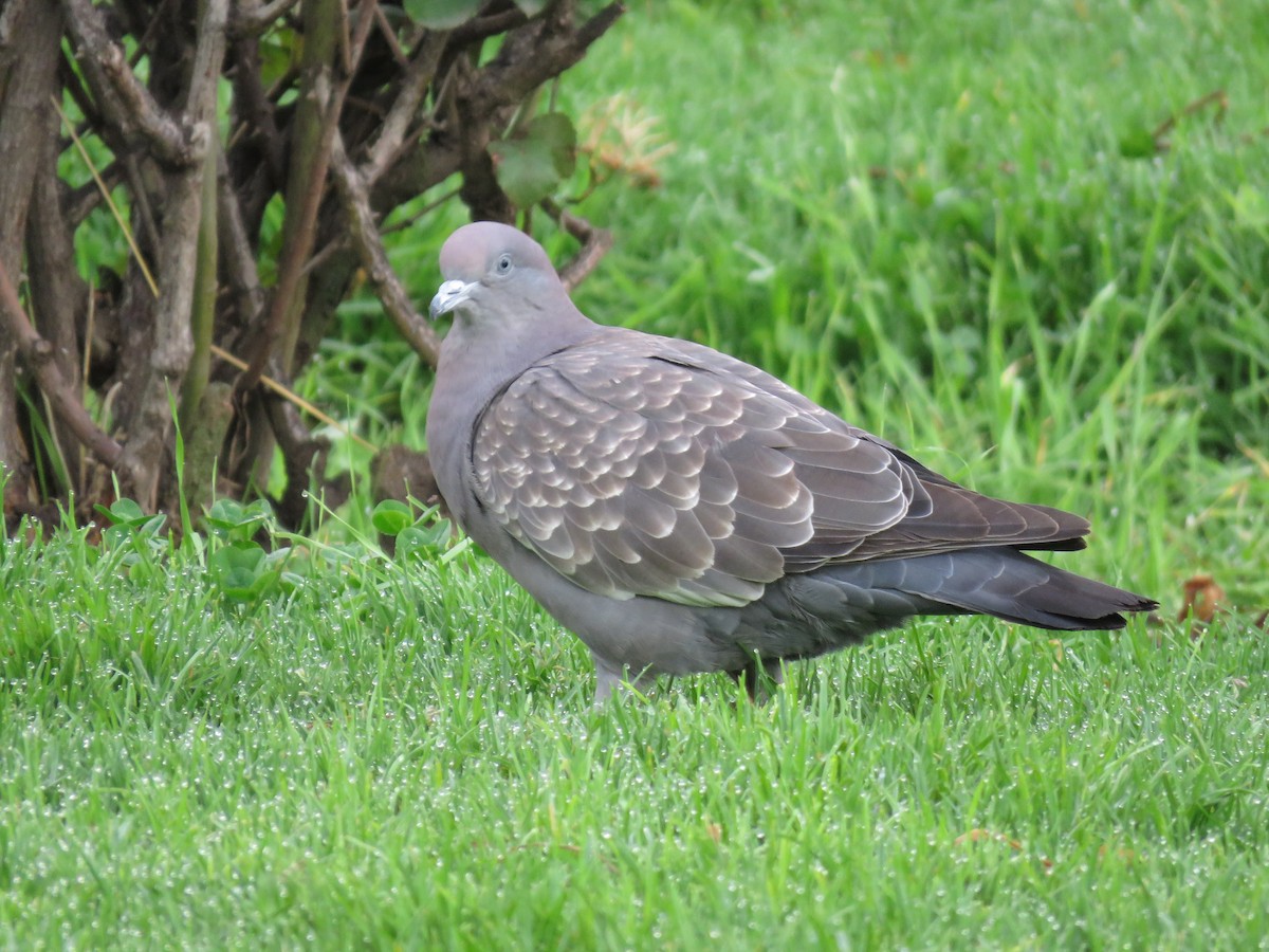 Spot-winged Pigeon - ML614979632