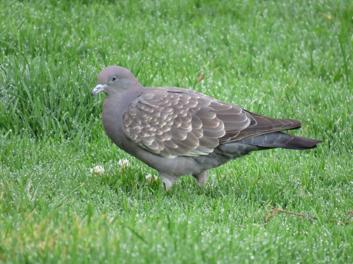 Spot-winged Pigeon - ML614979633