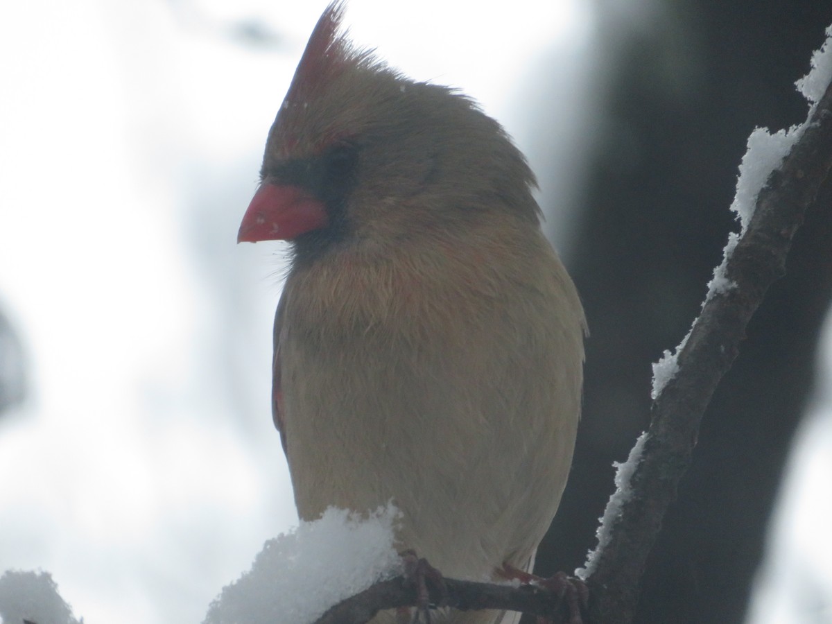 Cardinal rouge - ML614979634