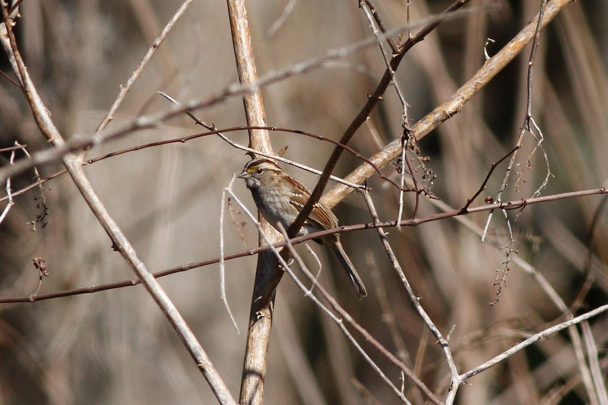 White-throated Sparrow - Knut Olsen