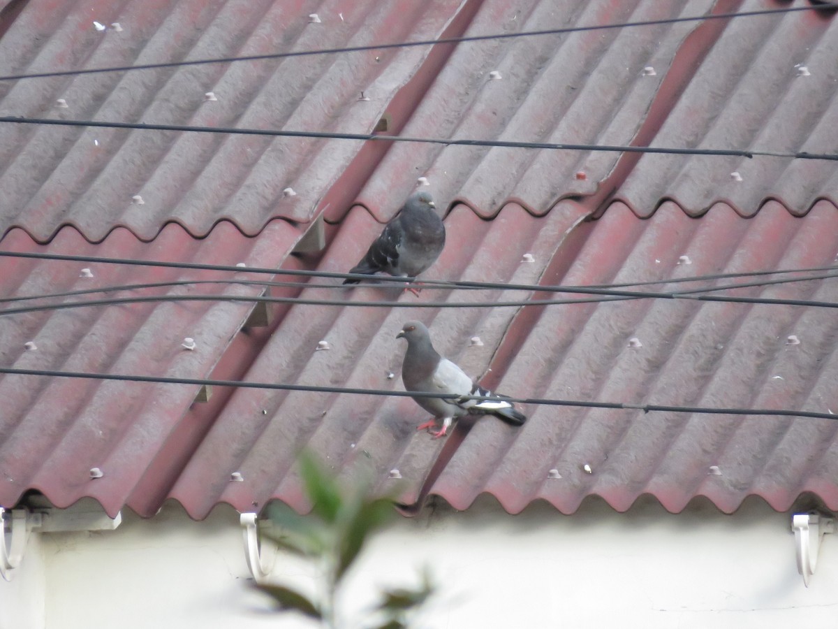 Rock Pigeon (Feral Pigeon) - ML614979644