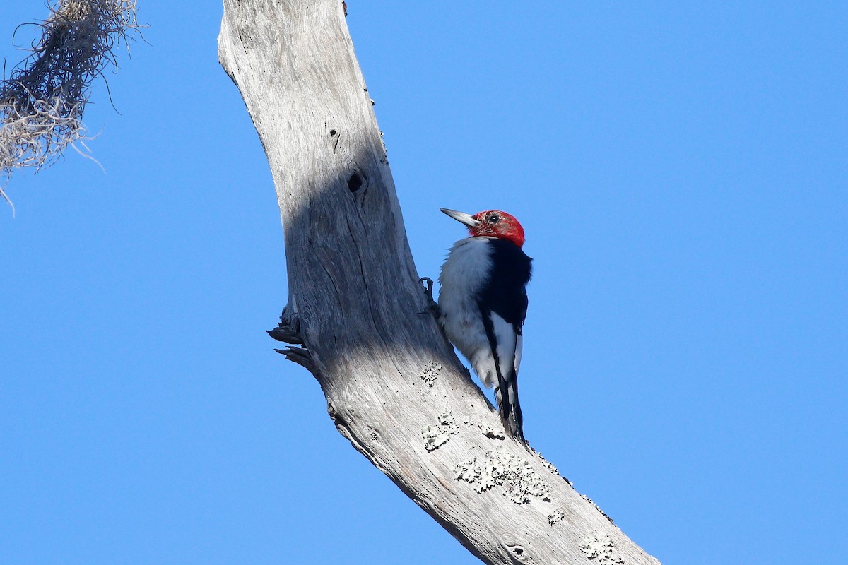 Red-headed Woodpecker - ML614979646