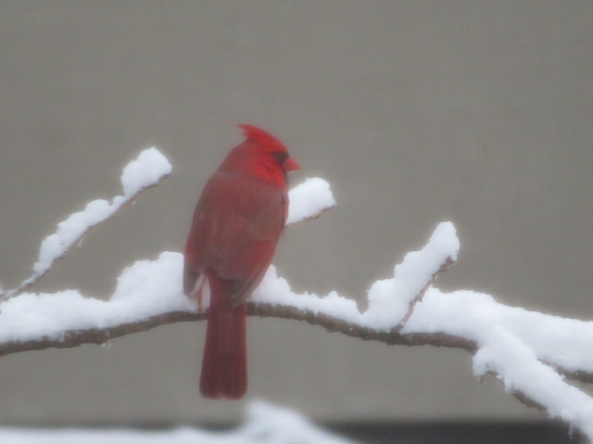 Northern Cardinal - ML614979651