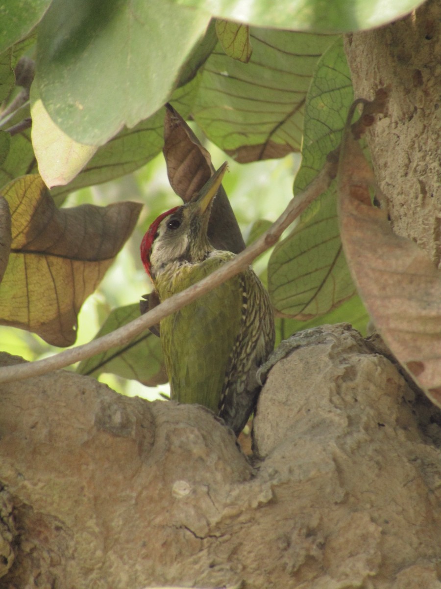 Streak-throated Woodpecker - ML614979660