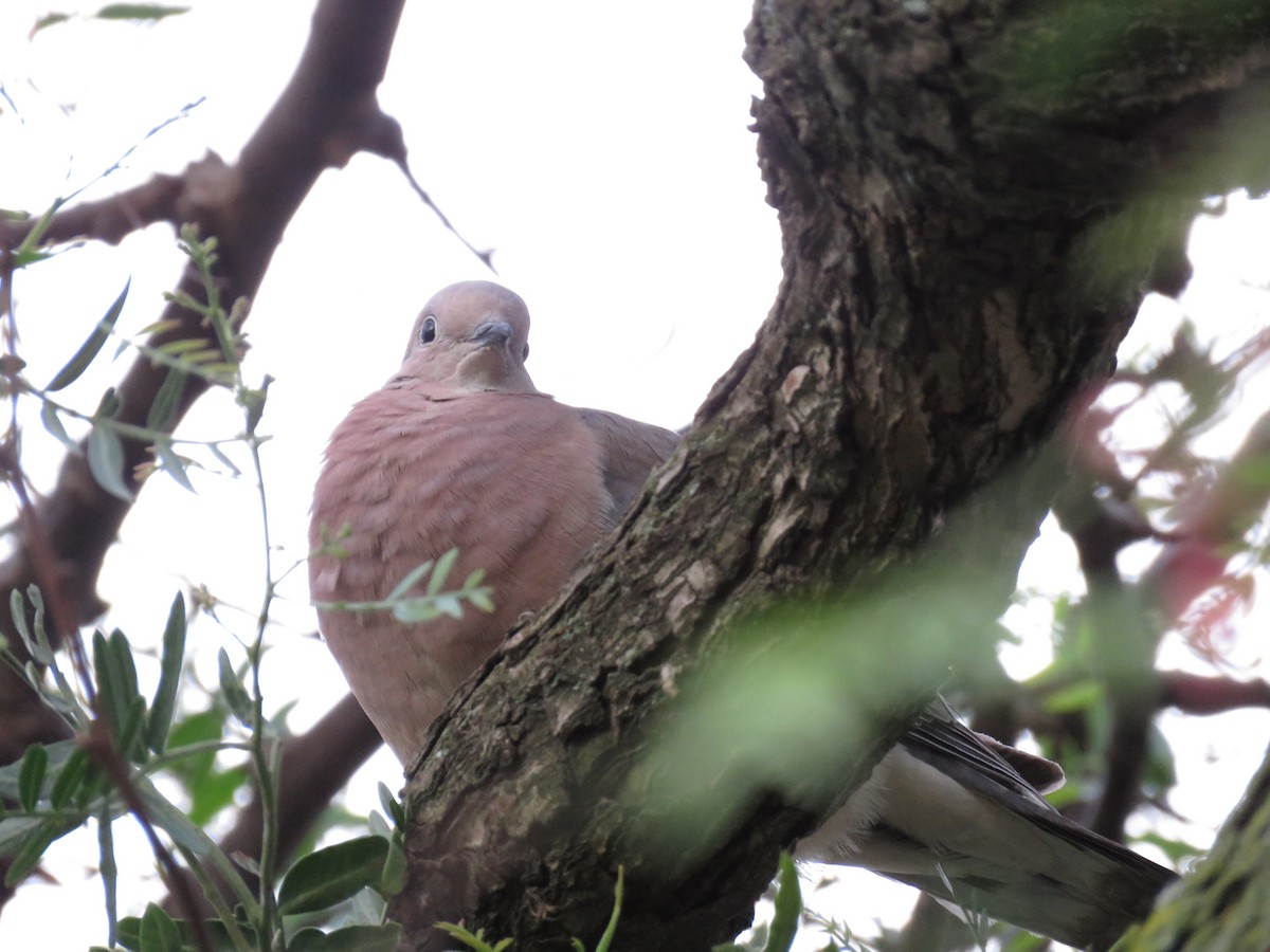 Eared Dove - ML614979669