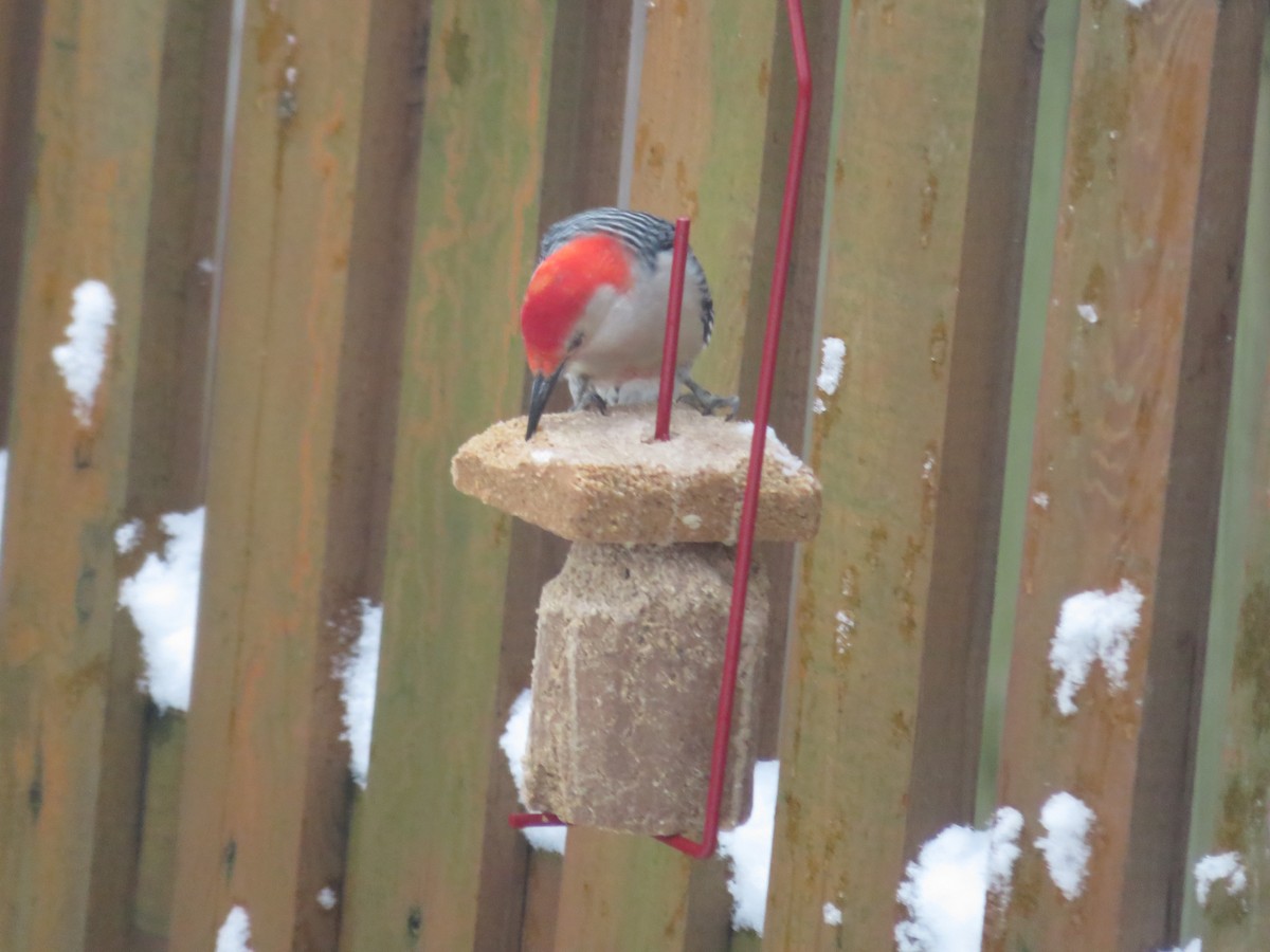 Red-bellied Woodpecker - ML614979672