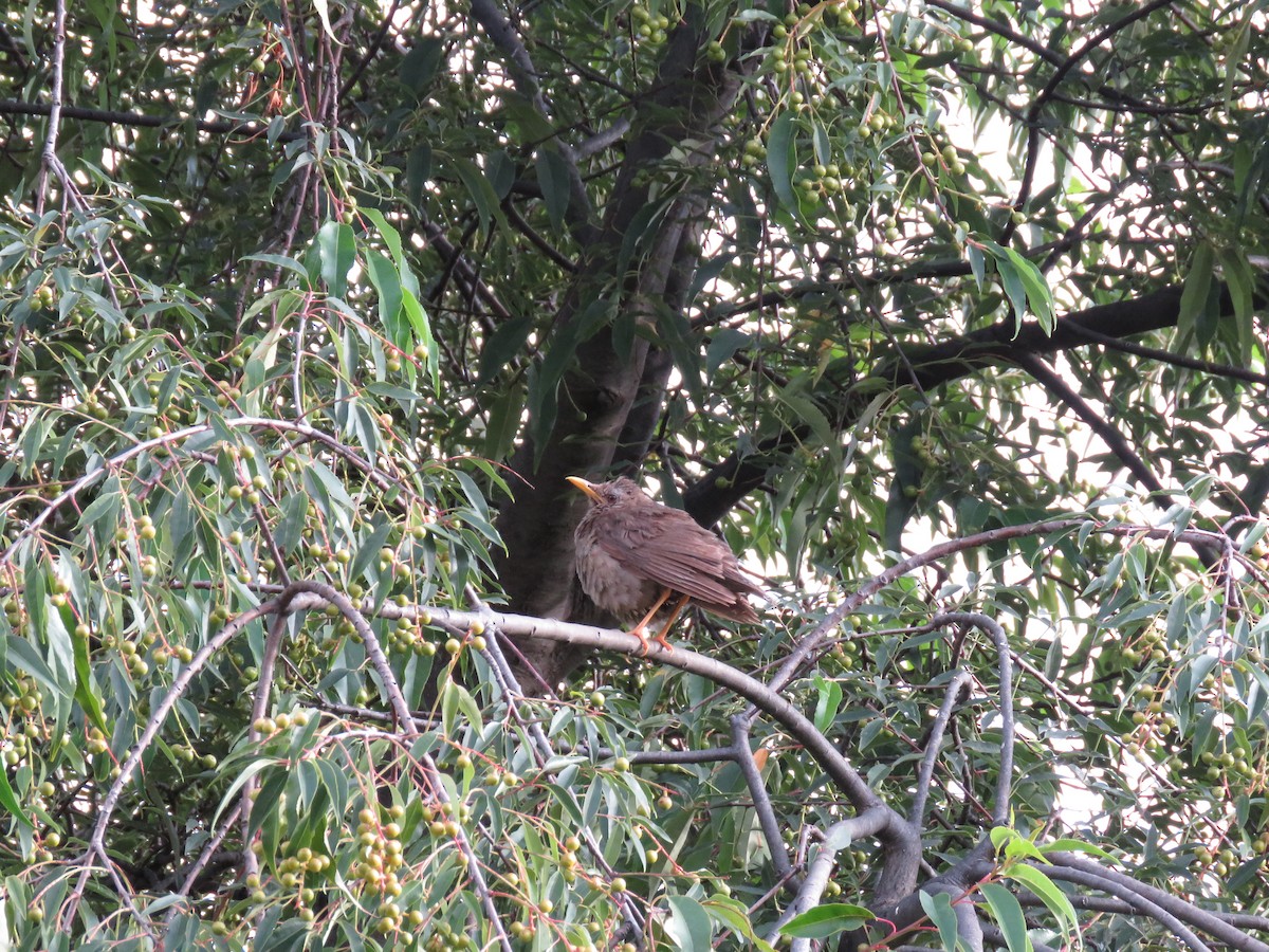 Chiguanco Thrush - ML614979678