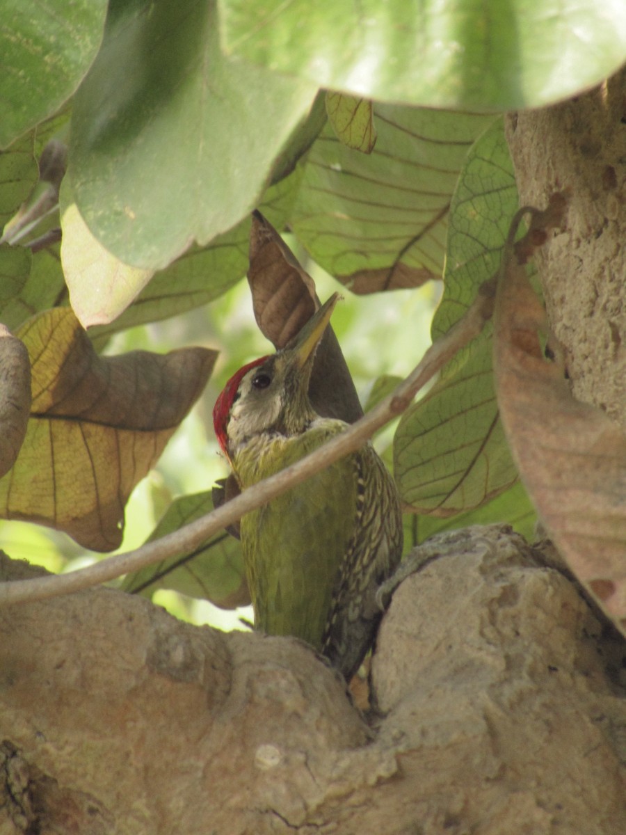 Streak-throated Woodpecker - ML614979688