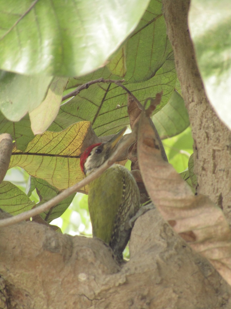 Streak-throated Woodpecker - ML614979689