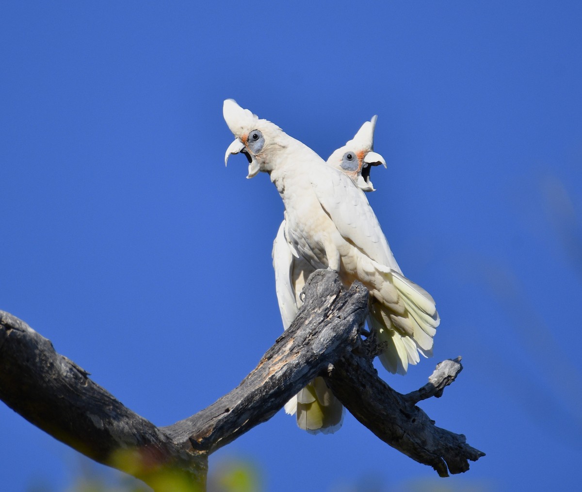 Western Corella - Stuart  Beil