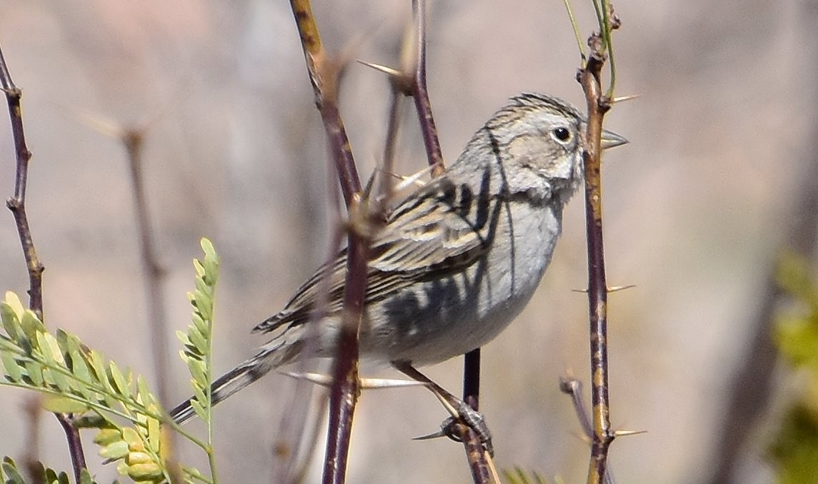 Brewer's Sparrow - ML614979768