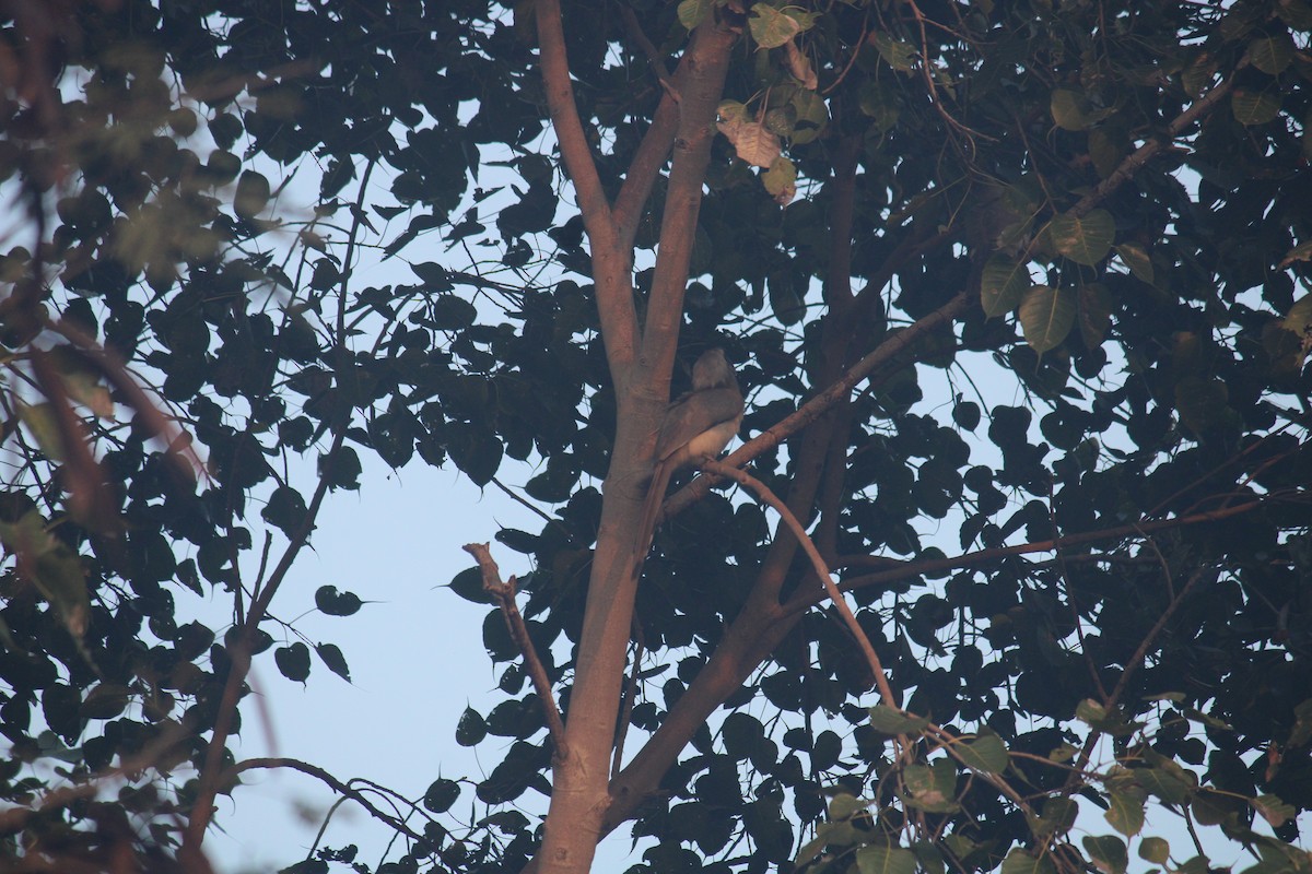 Indian Gray Hornbill - ML614979901