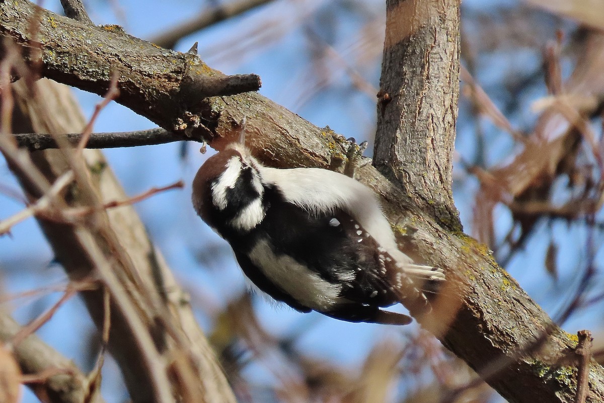 Downy Woodpecker - ML614979960