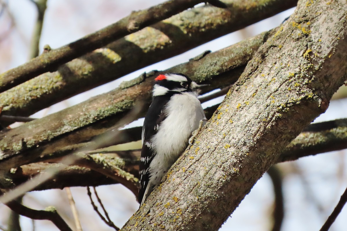 Downy Woodpecker - ML614979961