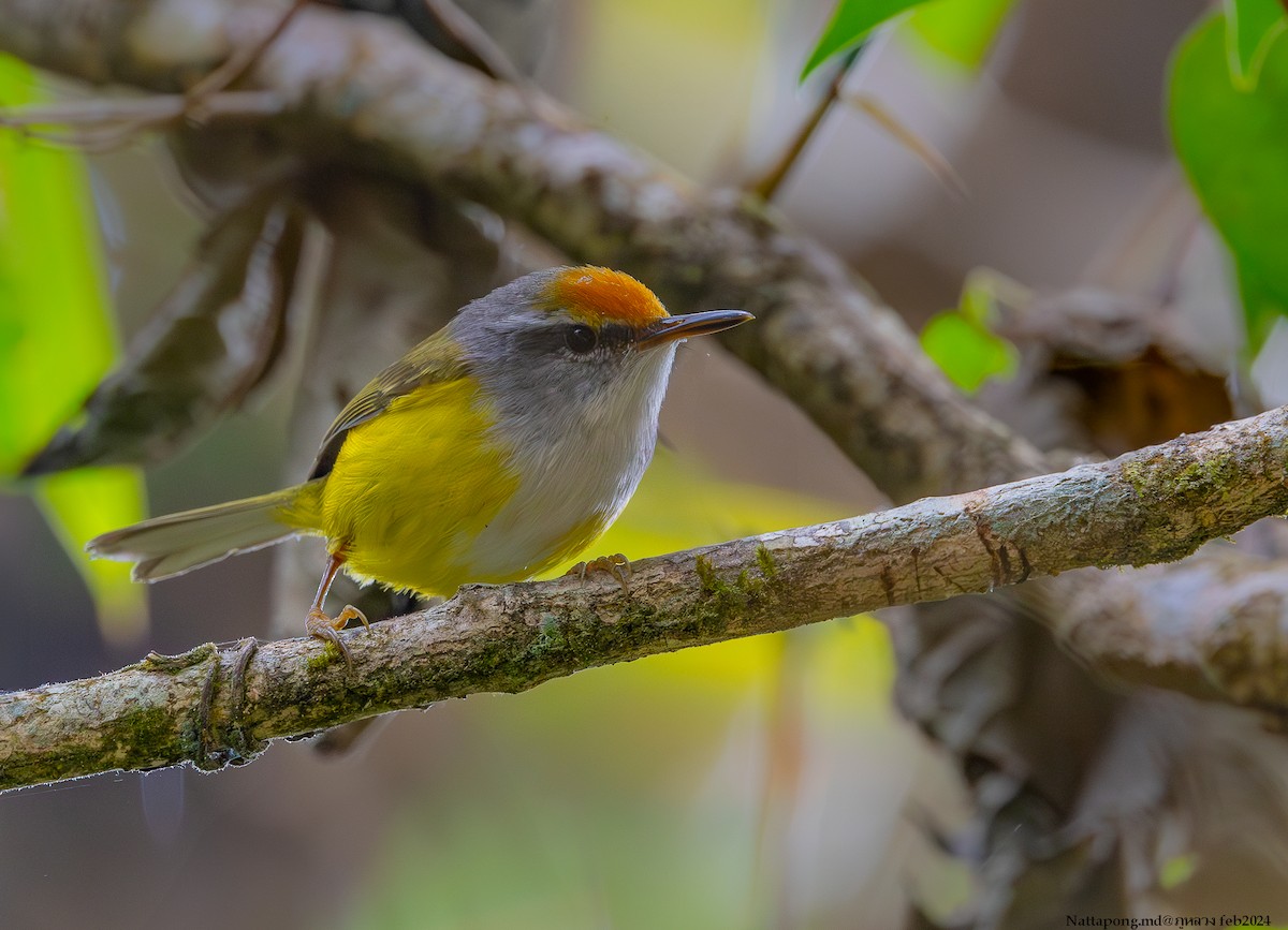 Mountain Tailorbird - Nattapong Banhomglin