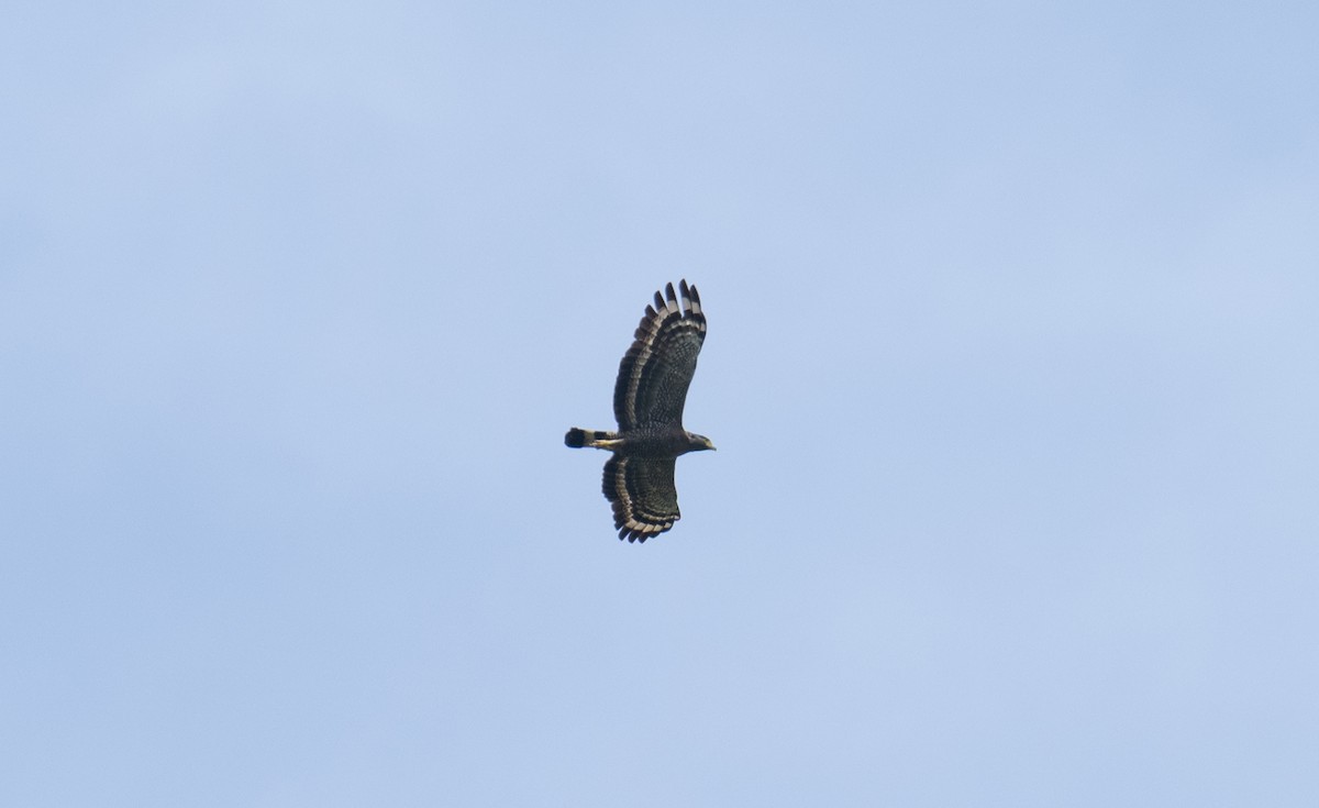Crested Serpent-Eagle - ML614980064