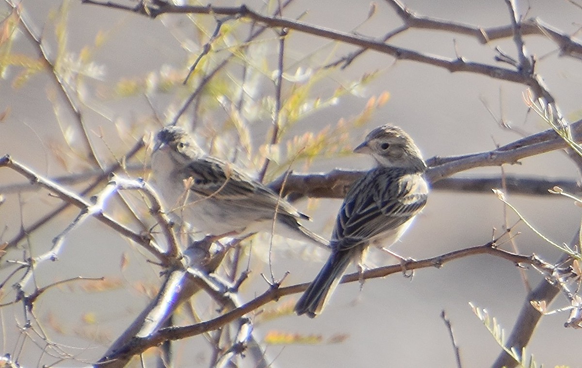 Brewer's Sparrow - Scott Jackson