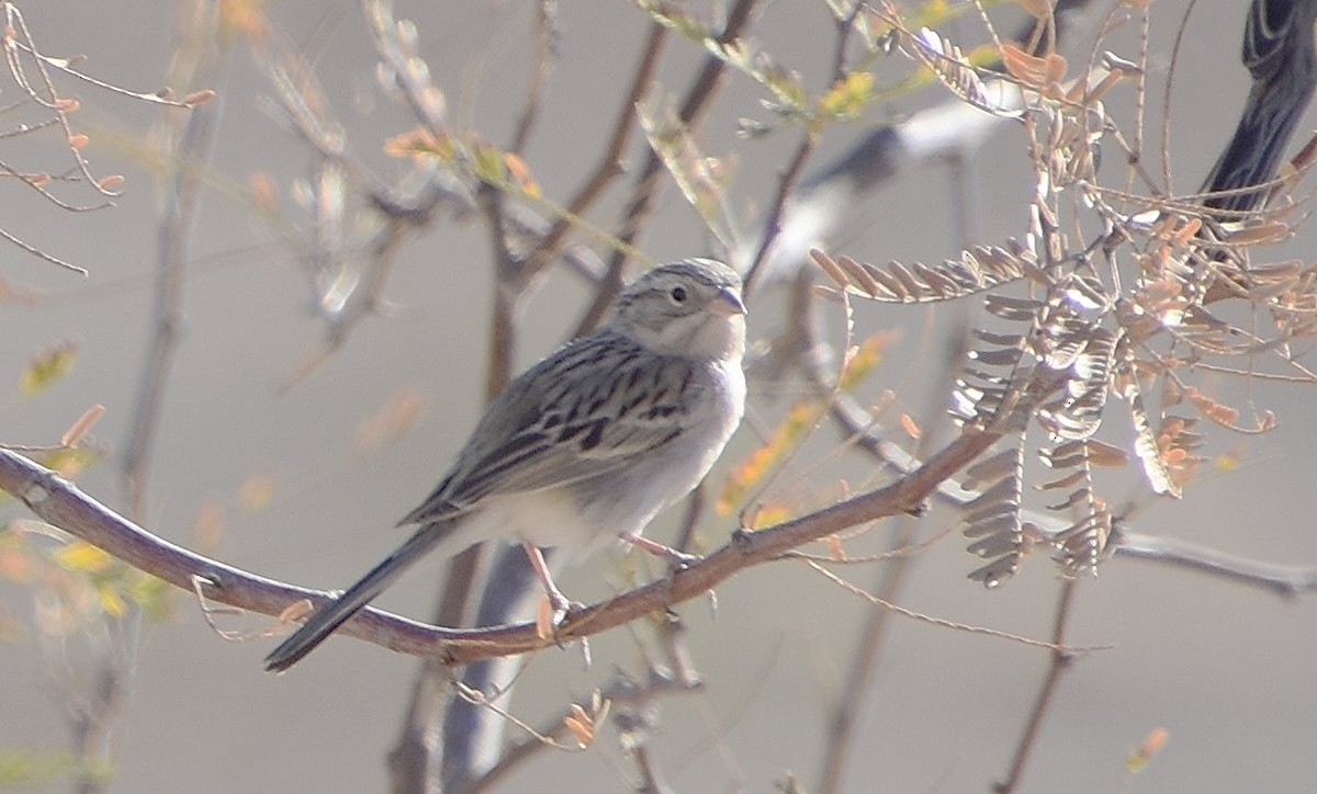 Brewer's Sparrow - Scott Jackson