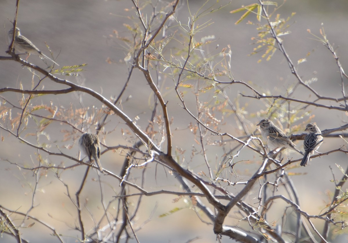 Brewer's Sparrow - ML614980137