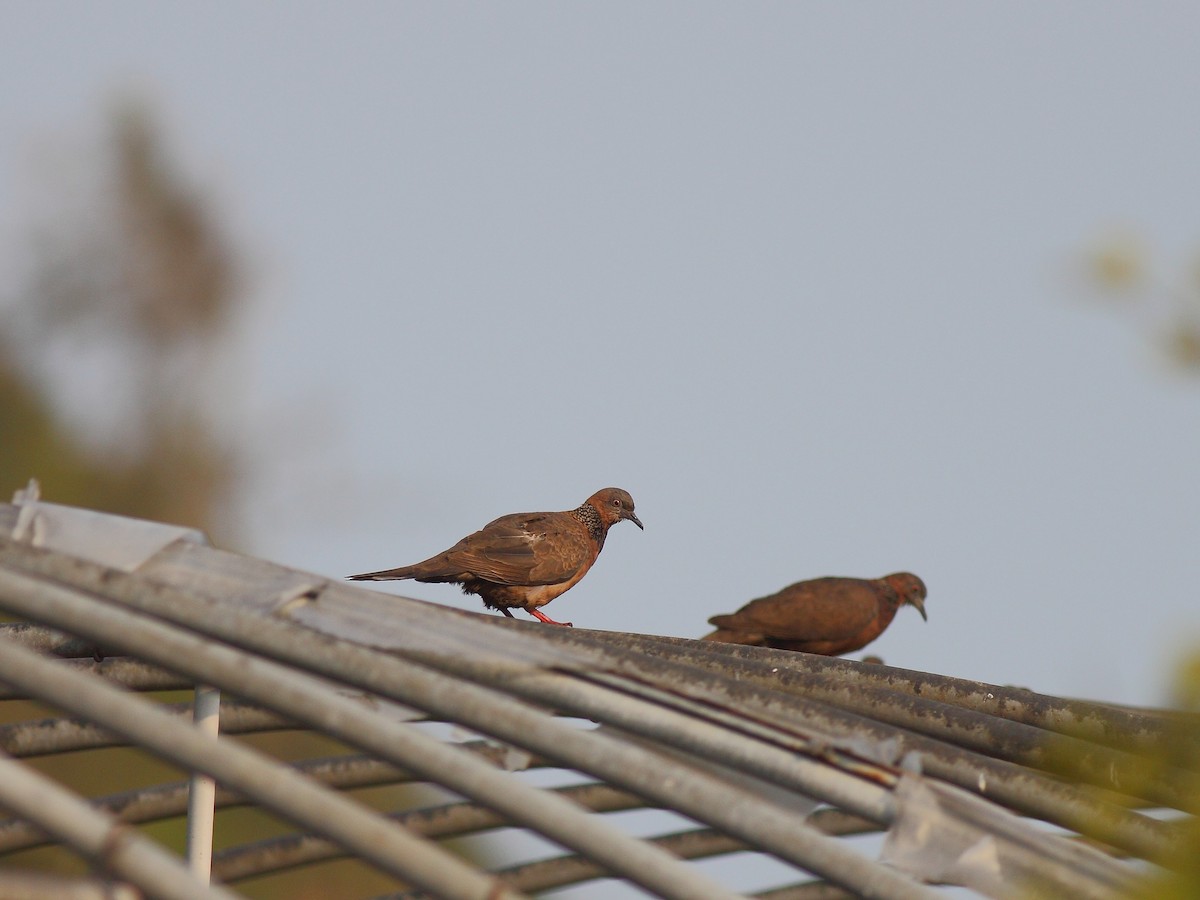 Spotted Dove - ML614980175