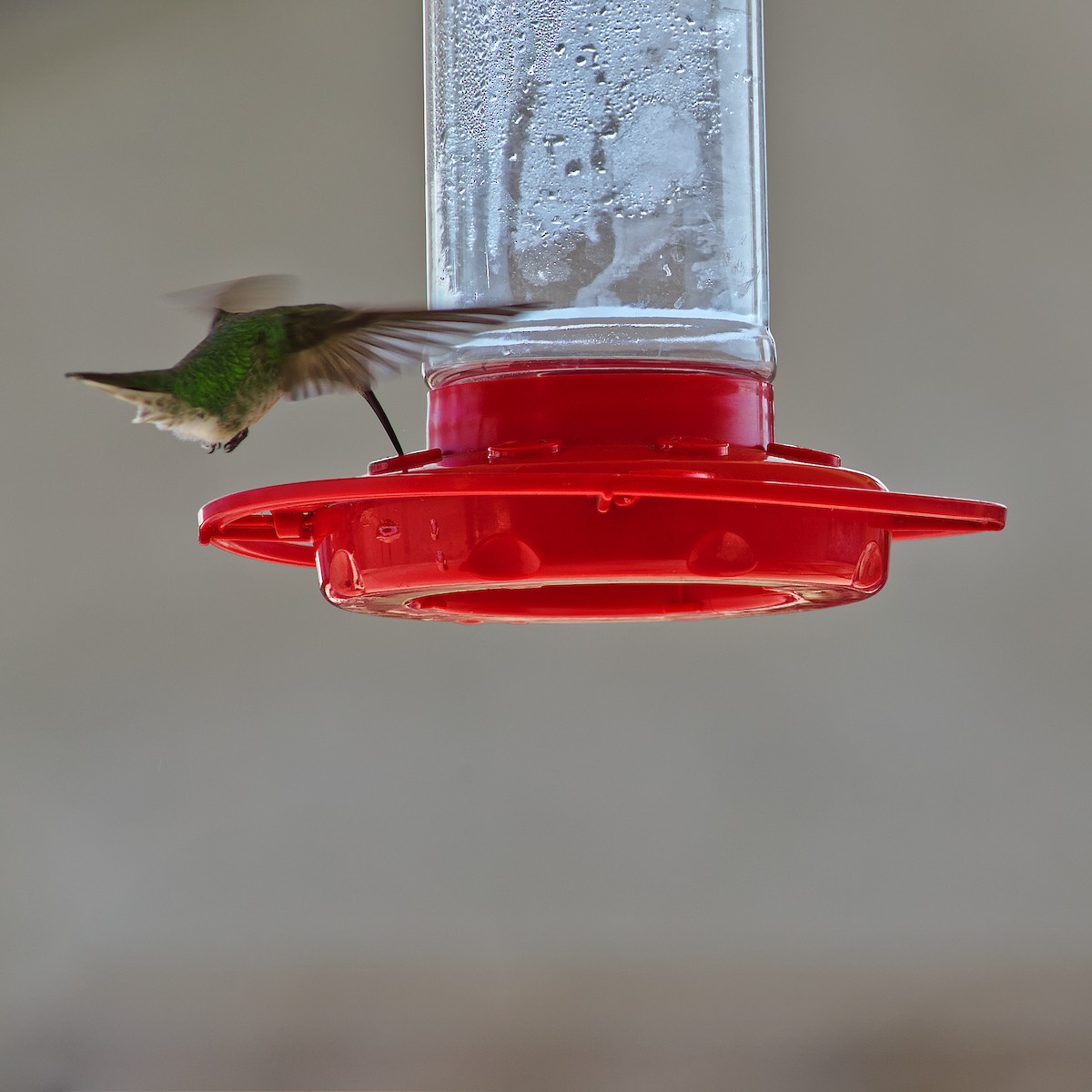 Anna's Hummingbird - ML614980176