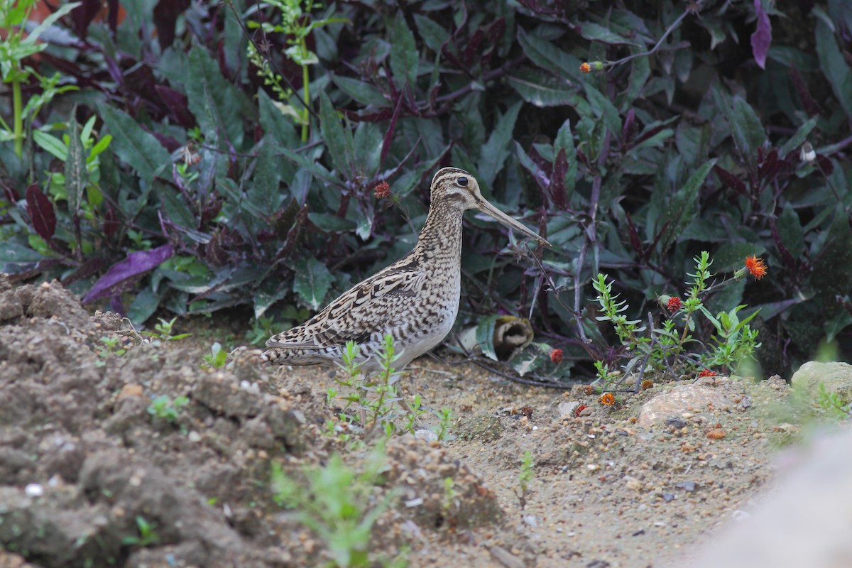 Pin-tailed Snipe - ML614980177